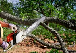 Best Tree Maintenance Programs  in Richland, MO