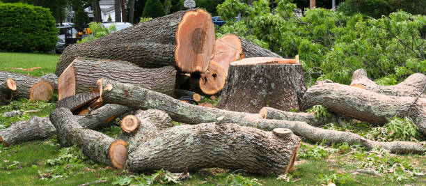 Best Tree Preservation Services  in Richland, MO