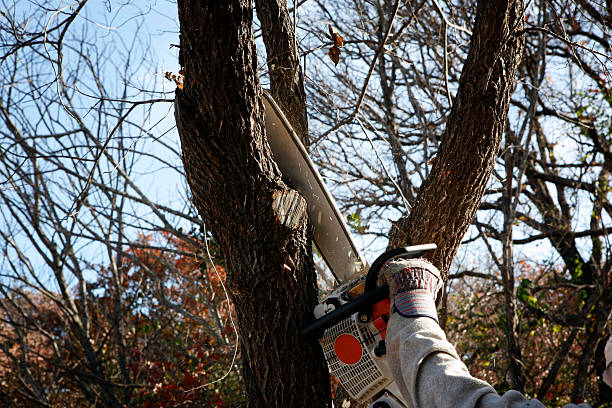 Best Seasonal Cleanup  in Richland, MO