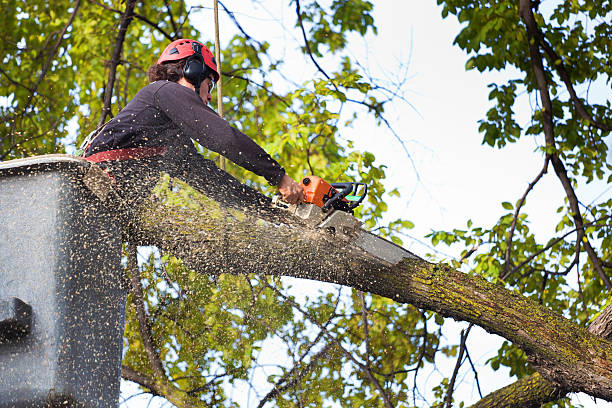 Best Hazardous Tree Removal  in Richland, MO