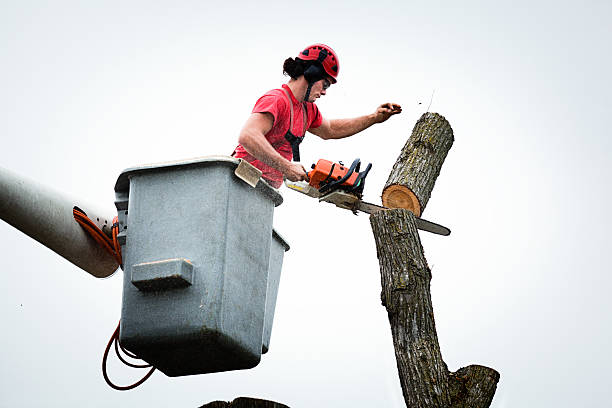 Tree and Shrub Care in Richland, MO