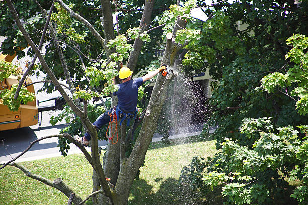 Best Root Management and Removal  in Richland, MO