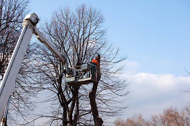 How Our Tree Care Process Works  in  Richland, MO